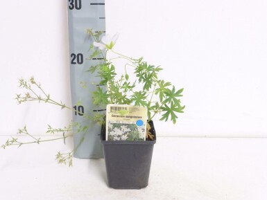 Géranium sanguin Geranium sanguineum 'Album' 5-10 Pot 9x9 cm (P9) Geranium sanguineum 'Album'