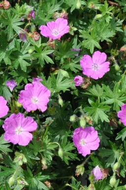 Géranium sanguin Geranium sanguineum 'Max Frei' 5-10 Pot 9x9 cm (P9)