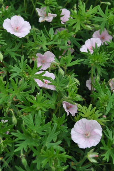 Géranium sanguin Geranium sanguineum 'Striatum' 10-15 Pot 2 l (C2) Geranium sanguineum 'Striatum'