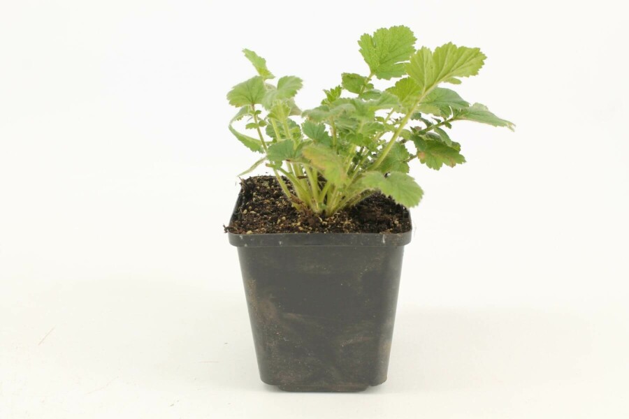 Benoîte du Chili Geum chiloense 'Lady Stratheden' 5-10 Pot 9x9 cm (P9) Geum chiloense 'Lady Stratheden'