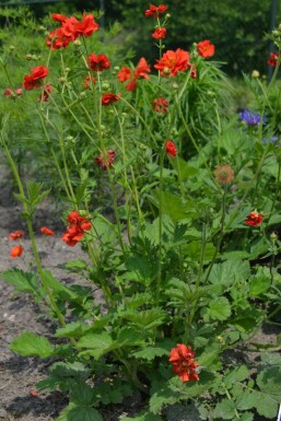 Benoîte du Chili Geum chiloense 'Mrs Bradshaw' 5-10 Pot 9x9 cm (P9) Geum chiloense 'Mrs Bradshaw'