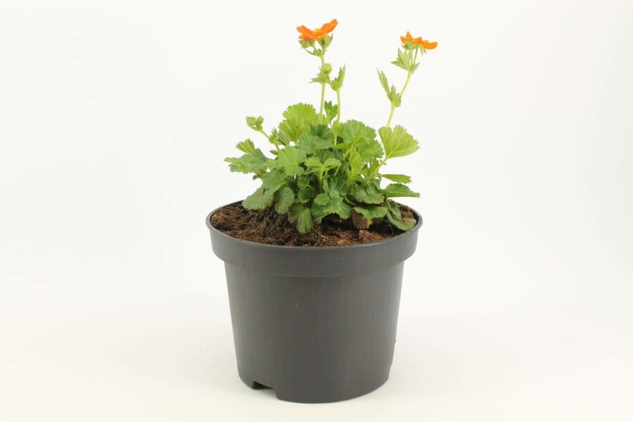 Benoïte écarlate Geum coccineum 'Borisii' 10-15 Pot 2 l (C2) Geum coccineum 'Borisii'