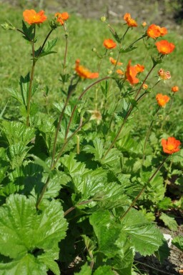 Benoïte écarlate Geum coccineum 'Borisii' 5-10 Pot 9x9 cm (P9) Geum coccineum 'Borisii'