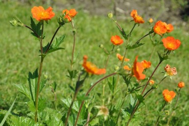 Benoïte écarlate Geum coccineum 'Borisii' 5-10 Pot 9x9 cm (P9) Geum coccineum 'Borisii'