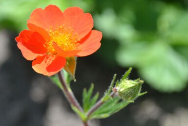 Benoïte écarlate Geum coccineum 'Borisii' 5-10 Pot 9x9 cm (P9) Geum coccineum 'Borisii'