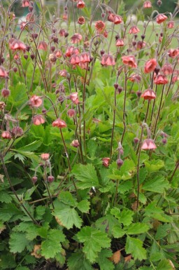 Geum rivale 'Leonard's Variety'