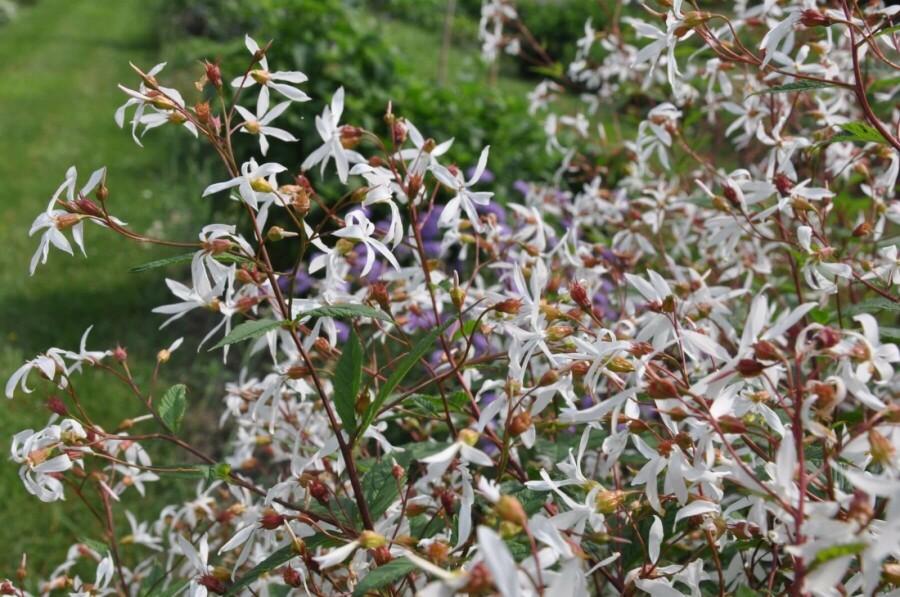 Gillénie trifoliée Gillenia trifoliata 5-10 Pot 9x9 cm (P9) Gillenia trifoliata