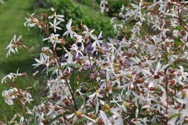 Gillénie trifoliée Gillenia trifoliata 5-10 Pot 9x9 cm (P9) Gillenia trifoliata