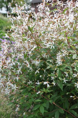 Gillénie trifoliée Gillenia trifoliata 5-10 Pot 9x9 cm (P9) Gillenia trifoliata