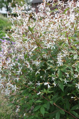 Gillénie trifoliée Gillenia trifoliata 5-10 Pot 9x9 cm (P9)