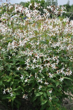 Gillénie trifoliée Gillenia trifoliata 5-10 Pot 9x9 cm (P9) Gillenia trifoliata