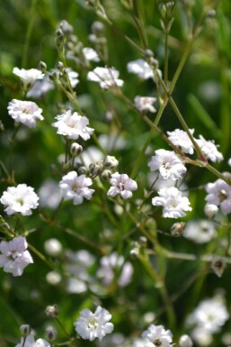Gypsophile en panicule Gypsophila paniculata 'Rosenschleier' 5-10 Pot 9x9 cm (P9) Gypsophila paniculata 'Rosenschleier'