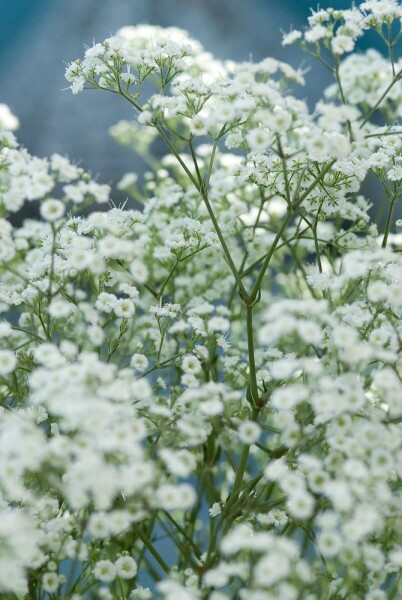Gypsophile en panicule Gypsophila paniculata 'Schneeflocke' 5-10 Pot 9x9 cm (P9) Gypsophila paniculata 'Schneeflocke'