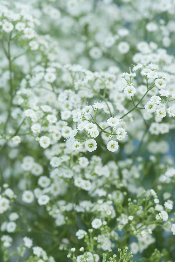 Gypsophile en panicule Gypsophila paniculata 'Schneeflocke' 5-10 Pot 9x9 cm (P9) Gypsophila paniculata 'Schneeflocke'