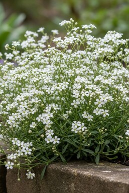 Gypsophile rampante Gypsophila repens 'Alba' 5-10 Pot 9x9 cm (P9) Gypsophila repens 'Alba'