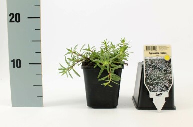 Gypsophile rampante Gypsophila repens 'Alba' 5-10 Pot 9x9 cm (P9) Gypsophila repens 'Alba'