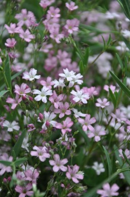 Gypsophile rampante Gypsophila repens 'Rosea' 5-10 Pot 9x9 cm (P9)