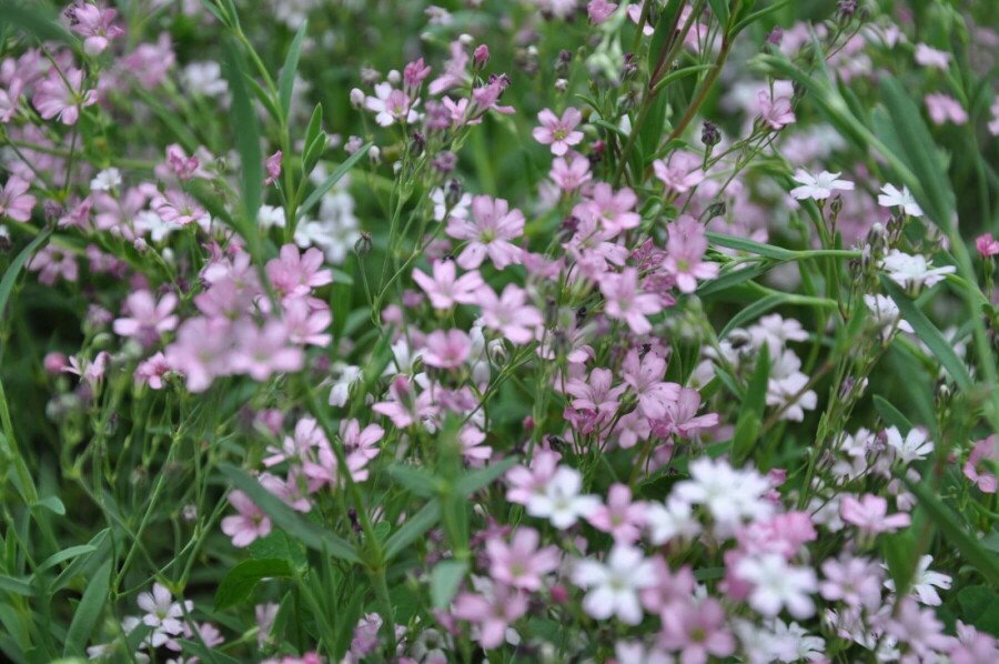 Gypsophile rampante Gypsophila repens 'Rosea' 5-10 Pot 9x9 cm (P9) Gypsophila repens 'Rosea'