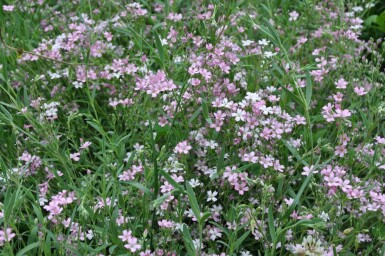 Gypsophile rampante Gypsophila repens 'Rosea' 5-10 Pot 9x9 cm (P9)