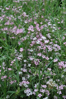 Gypsophile rampante Gypsophila repens 'Rosea' 5-10 Pot 9x9 cm (P9)