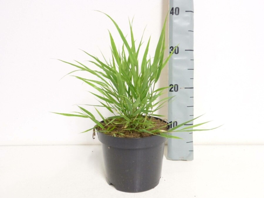 Herbe du Japon Hakonechloa macra 10-15 Pot 2 l (C2) Hakonechloa macra