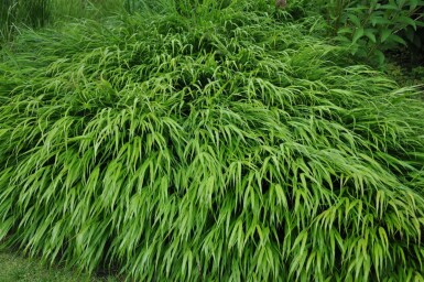 Herbe du Japon Hakonechloa macra 10-15 Pot 2 l (C2) Hakonechloa macra