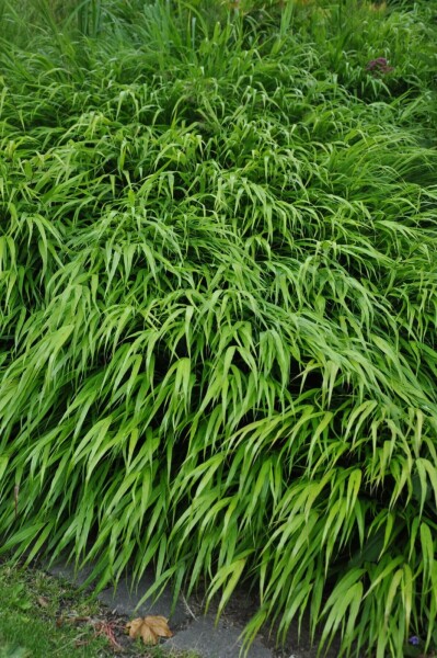 Herbe du Japon Hakonechloa macra 5-10 Pot 9x9 cm (P9) Hakonechloa macra