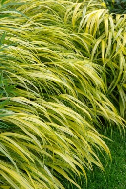 Herbe du Japon Hakonechloa macra 'Aureola' 5-10 Pot 9x9 cm (P9)