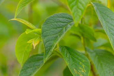 Arbre aux cloches d'argent de Caroline Halesia carolina Arbuste 40-50 Pot 10 l (C10) Halesia carolina arbuste 40-50 cm