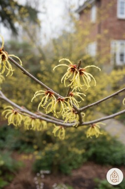 Hamamelis intermedia 'Arnold Promise' arbuste 80-100 cm