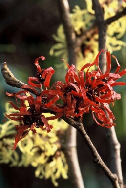 Hamamélis Hamamelis × intermedia 'Diana' Arbuste 80-100 Pot 12 l (C12)
