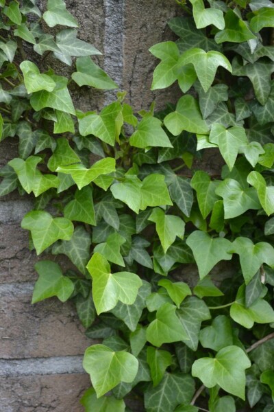 Lierre grimpant Hedera helix 5-10 Pot 9x9 cm (P9) Lierre Grimpant Hedera Helix P9 5-10 cm