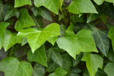 Lierre grimpant Hedera helix 5-10 Pot 9x9 cm (P9) Lierre Grimpant Hedera Helix P9 5-10 cm