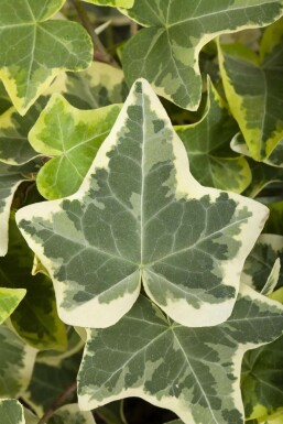 Lierre grimpant Hedera helix 'Glacier' 5-10 Pot 9x9 cm (P9) Hedera helix 'Glacier'