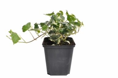 Lierre grimpant Hedera helix 'Glacier' 5-10 Pot 9x9 cm (P9) Hedera helix 'Glacier'
