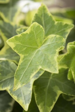 Lierre grimpant Hedera helix 'Goldchild' 5-10 Pot 9x9 cm (P9) Hedera helix 'Goldchild'