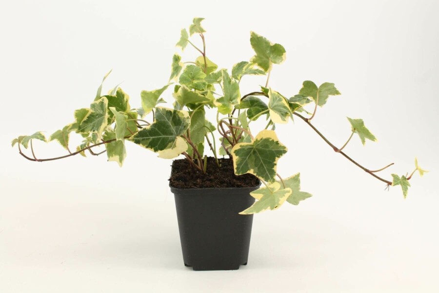 Lierre grimpant Hedera helix 'Goldchild' 5-10 Pot 9x9 cm (P9) Hedera helix 'Goldchild'