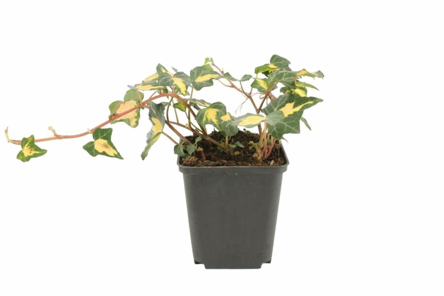 Lierre grimpant Hedera helix 'Goldheart' 5-10 Pot 9x9 cm (P9) Hedera helix 'Goldheart'