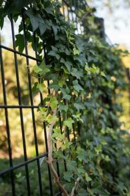 Lierre grimpant Hedera helix 'Shamrock' 5-10 Pot 9x9 cm (P9) Hedera helix 'Shamrock'