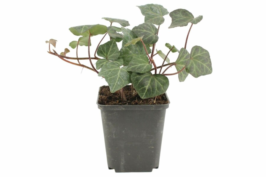Lierre grimpant Hedera helix 'Woerner' 5-10 Pot 9x9 cm (P9) Hedera helix 'Woerner'