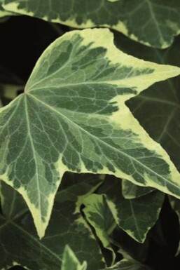 Lierre grimpant Hedera helix 'Yellow Ripple' 5-10 Pot 9x9 cm (P9) Hedera helix 'Yellow Ripple'
