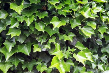 Lierre d'Irlande Hedera hibernica 5-10 Pot 9x9 cm (P9)