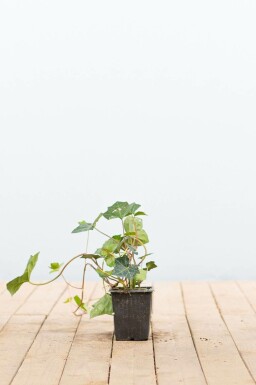 Lierre d'Irlande Hedera hibernica 5-10 Pot 9x9 cm (P9) Lierre d'Irlande Hedera Hibernica P9 5-10 cm