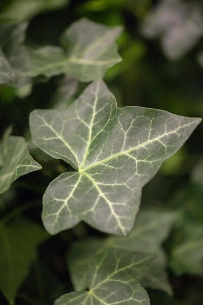 Lierre d'Irlande Hedera Hibernica P9 5-10 cm