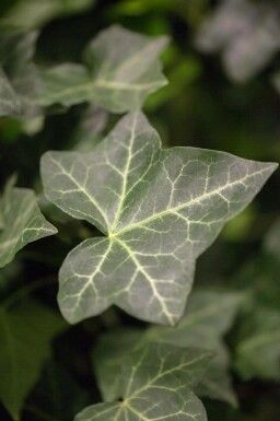 Lierre d'Irlande Hedera Hibernica P9 5-10 cm
