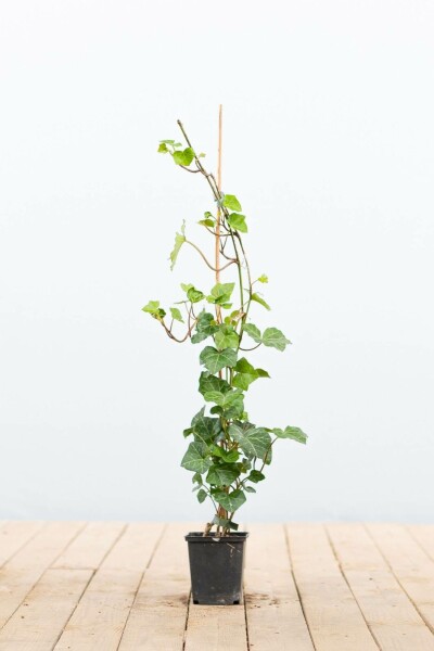 Lierre d'Irlande Hedera Hibernica P9 40-60 cm