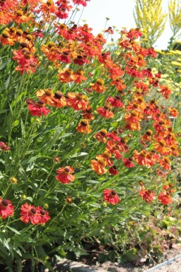 Hélénie Helenium 'Moerheim Beauty' 5-10 Pot 9x9 cm (P9)