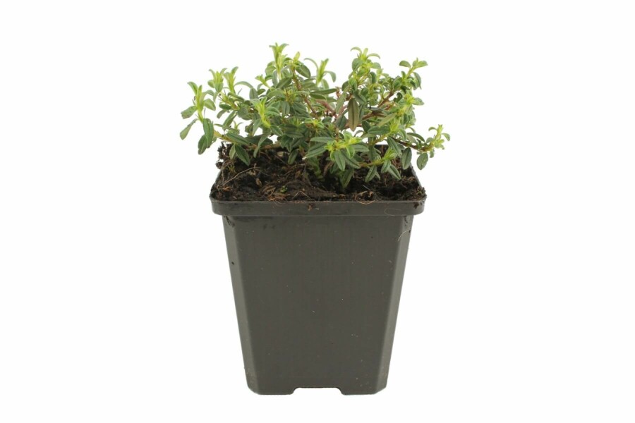 Hélianthème Helianthemum 'Amabile Plenum' 5-10 Pot 9x9 cm (P9) Helianthemum 'Amabile Plenum'