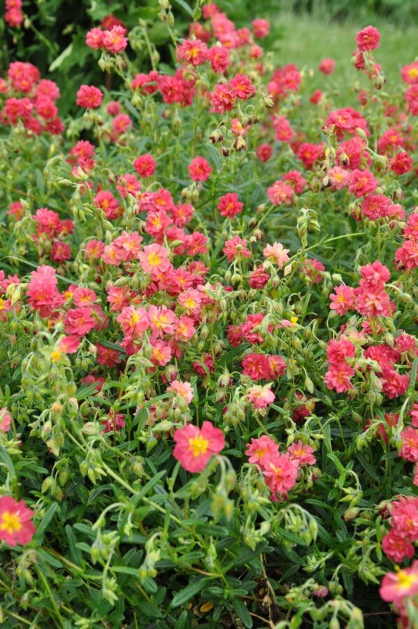 Hélianthème Helianthemum 'Amabile Plenum' 5-10 Pot 9x9 cm (P9) Helianthemum 'Amabile Plenum'