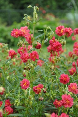 Hélianthème Helianthemum 'Amabile Plenum' 5-10 Pot 9x9 cm (P9) Helianthemum 'Amabile Plenum'